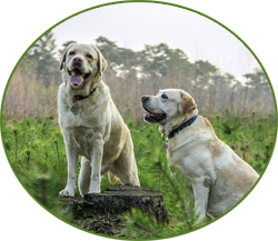 What dogs can teach us in business