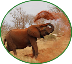 The Elephant and the Six Blind Men