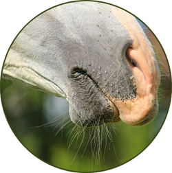 Horses and the Enneagram