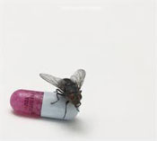Red Hot Chili Peppers in SA